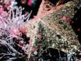 /album/fenykepgaleria/a1-letoltes-jpg/